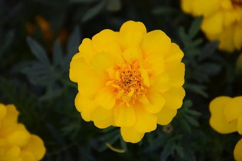 Marigold - 4 inch