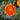 Marigold - 4 inch