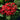 Graffiti® Red Velvet Star Flower