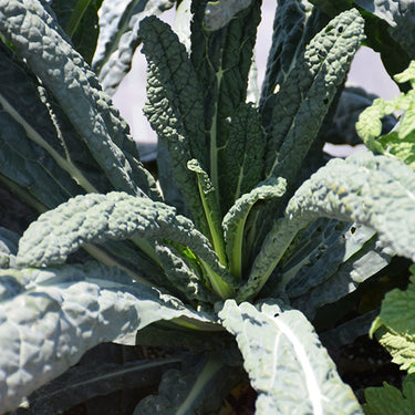 Dinosaur Kale
