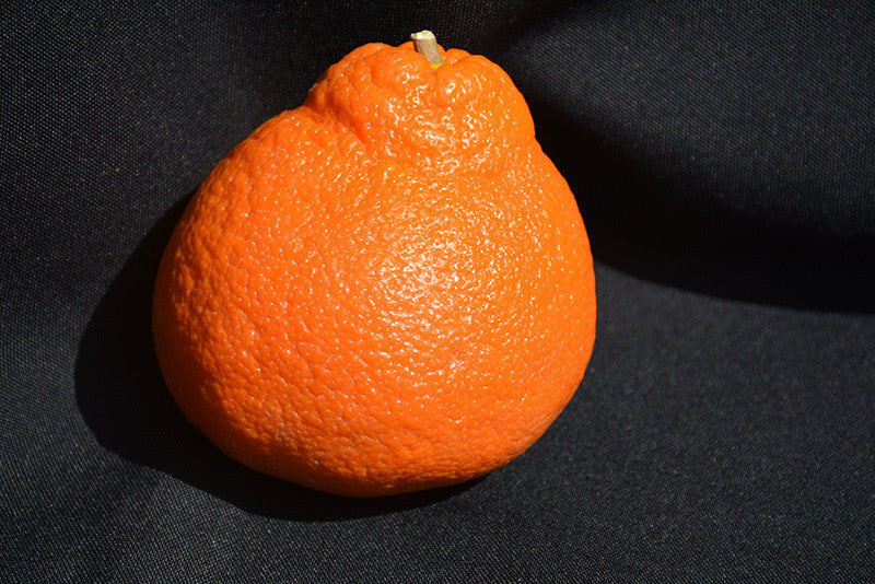 Minneola Tangelo Semi Dwarf - Thumbnail 3