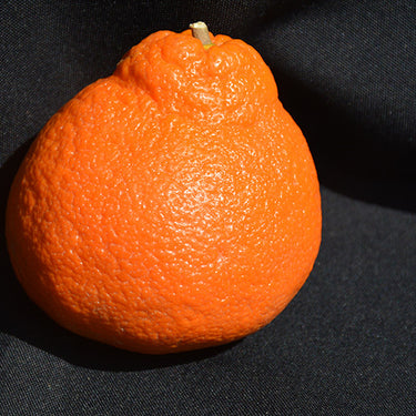 Minneola Tangelo Semi Dwarf