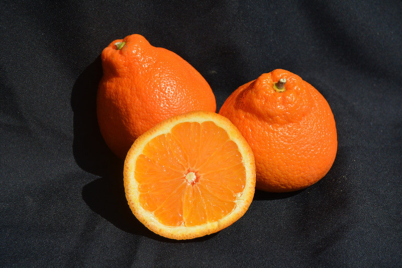 Minneola Tangelo Semi Dwarf