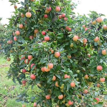 Gala Apple