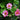 Strawberry Berry Basket Hot Pink