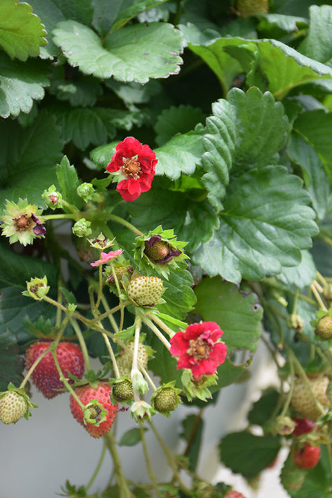 Strawberry Berry Basket Rose