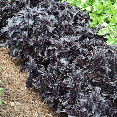 Purple Ruffles Basil