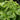 Genovese Basil