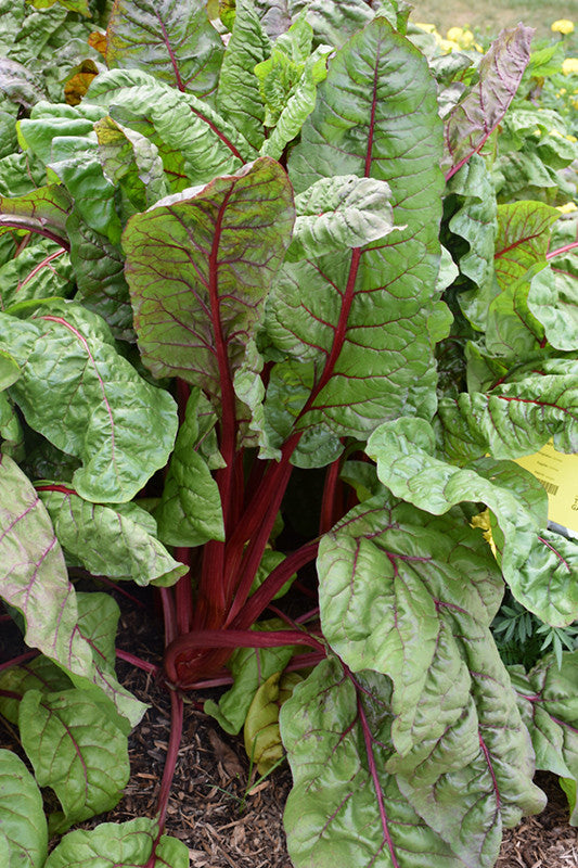 Ruby Red Swiss Chard – Armstrong Garden Centers
