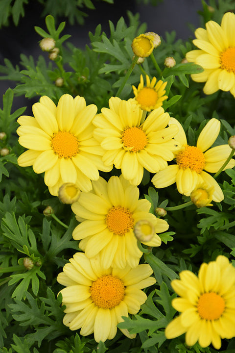 Beauty Yellow Marguerite Daisy