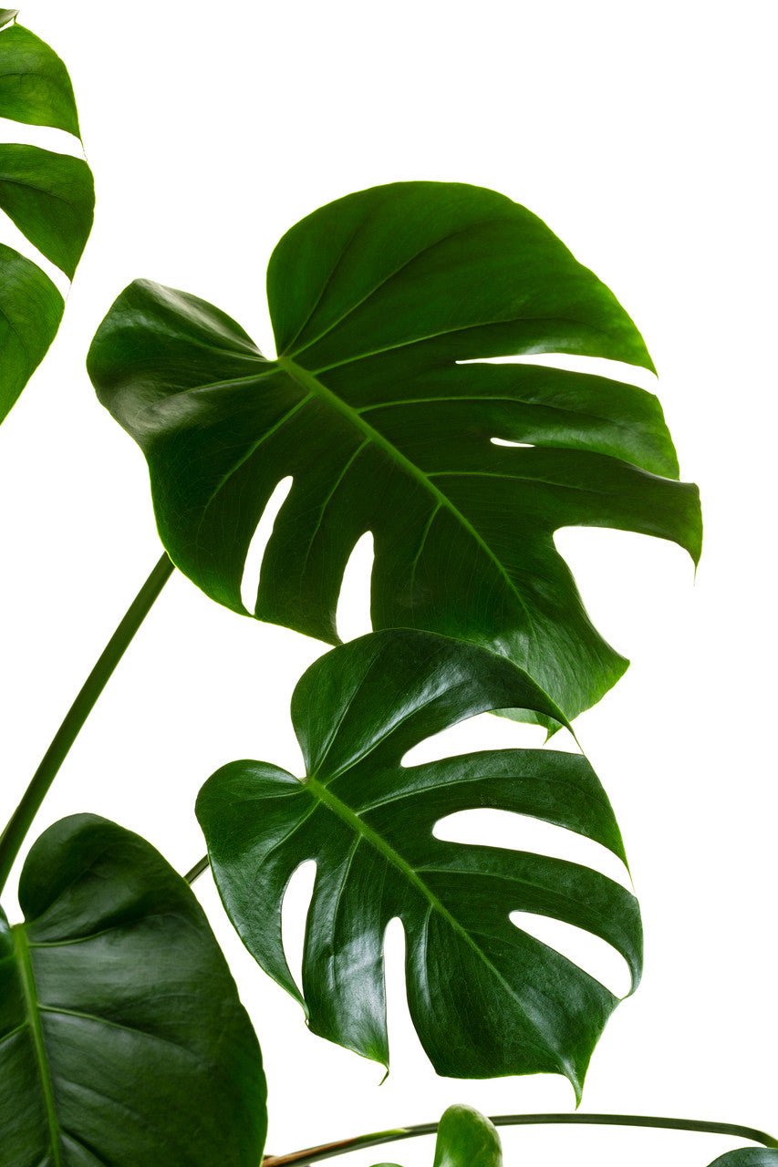 Monstera Deliciosa