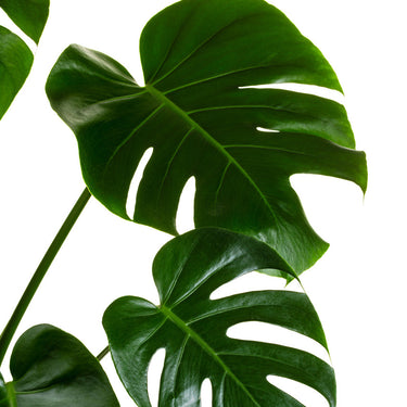 Monstera Deliciosa