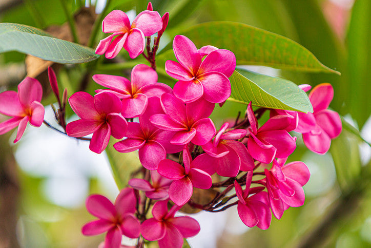 Plumeria Frangipani