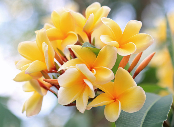 Plumeria Frangipani - Thumbnail 2