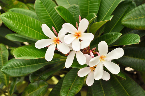 Plumeria Frangipani – Armstrong Garden Centers