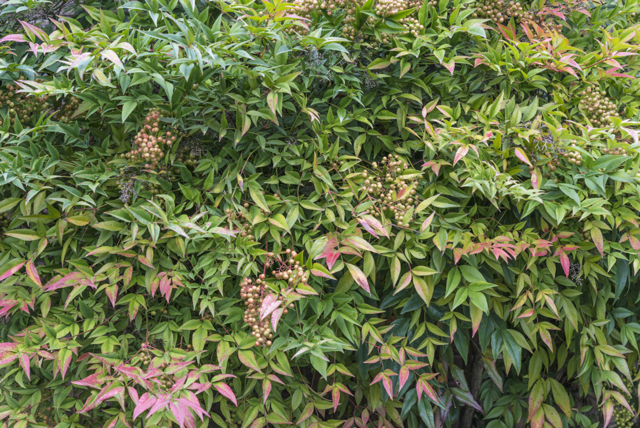 Nandina domestica - Thumbnail 2