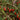 Goji Berry