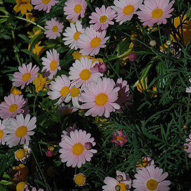 Argyranthemum - 4 inch