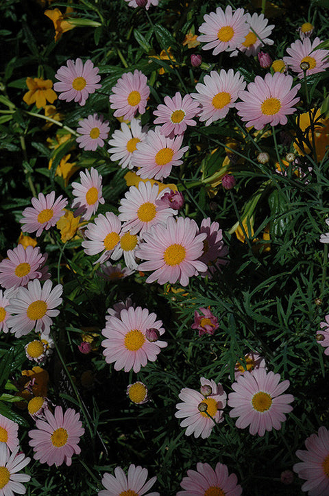 Argyranthemum - 4 inch