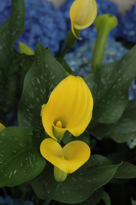 Gold Rush Calla Lily