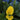 Gold Rush Calla Lily