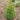Green Mountain Boxwood