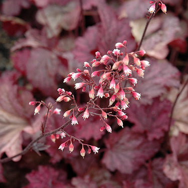 Berry Smoothie Coral Bells