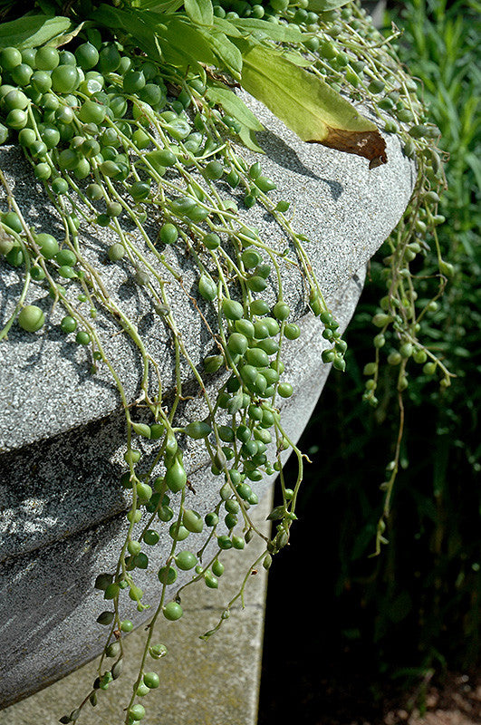 Senecio Row String of Pearls