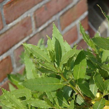 Bay Laurel