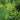 Dill