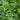 Italian Parsley