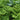 Curly Parsley