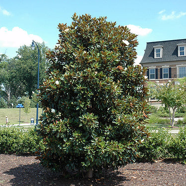 Little Gem Magnolia