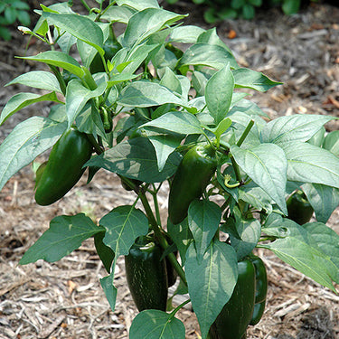 Jalapeno Pepper