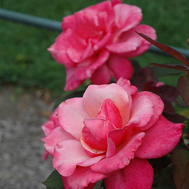 First Prize Rose