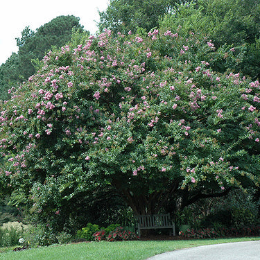 Muskogee Crapemyrtle