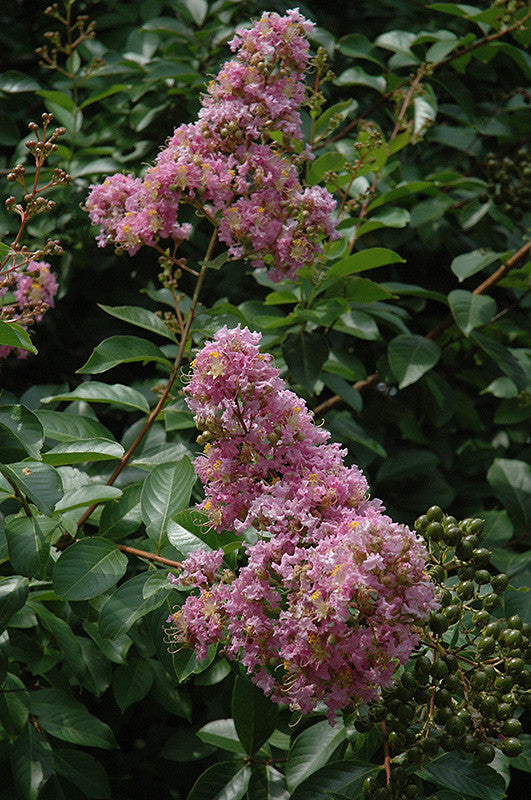 Muskogee Crapemyrtle - Thumbnail 2