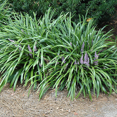 Lily Turf