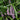 Lily Turf