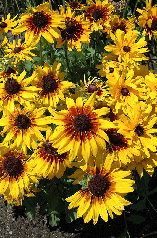 Denver Daisy Coneflower