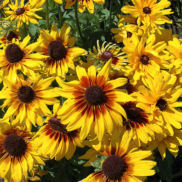 Denver Daisy Coneflower