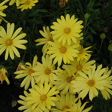 Osteospermum Voltage Yellow African Daisy