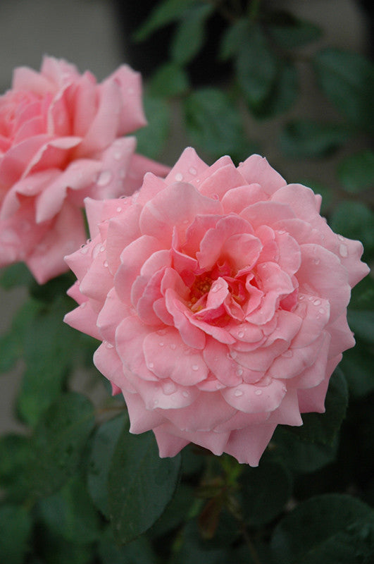 Sexy Rexy Rose – Armstrong Garden Centers