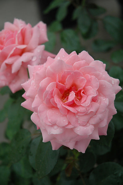 H174-20__07557.1619136703.1280