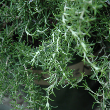 Huntington Carpet Rosemary