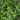 Ficus repens Green Creeping Fig