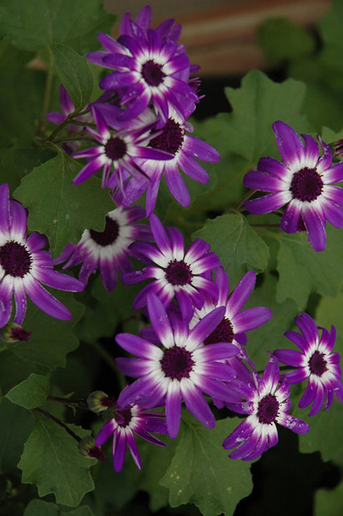 Senetti® Violet Bicolor Pericallis