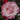 First Prize Rose