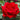 Ingrid Bergman Rose