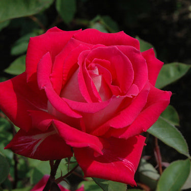 Love Rose